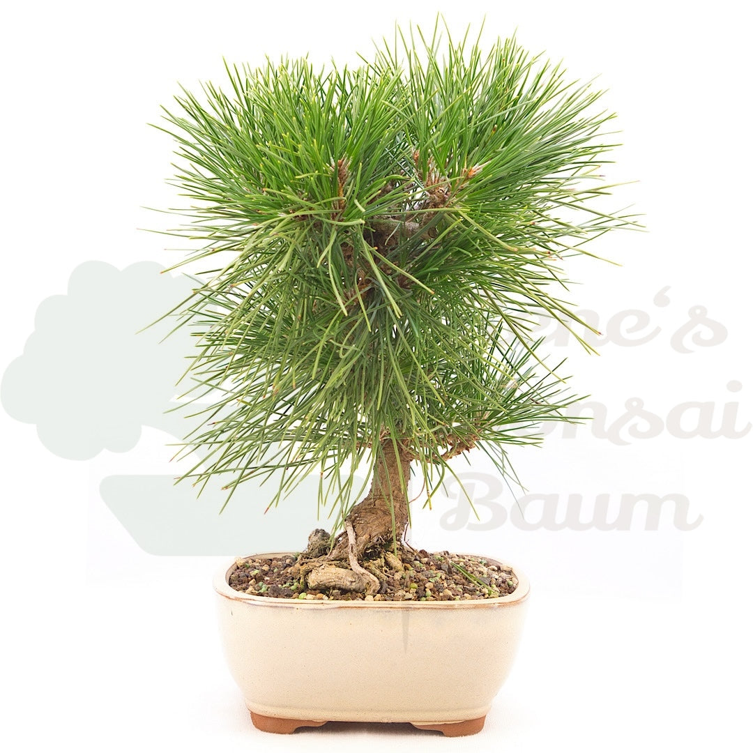 Japanische Schwarzkiefer 'Pinus thunbergii'